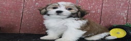 Teddy Bear dogs for sale: Lavern - Ad 4