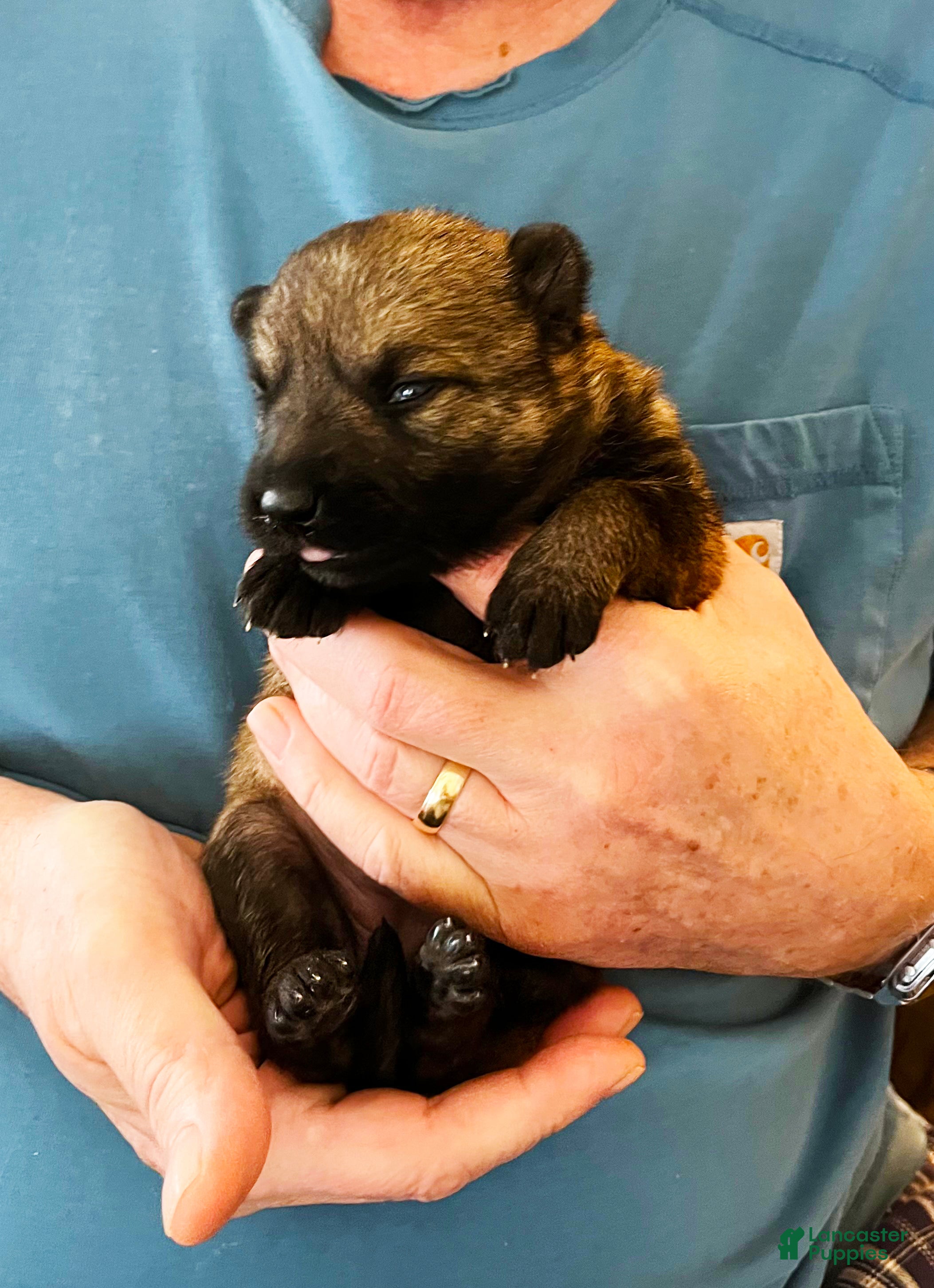 German Shepherd dogs Blue Girl - Ad 11