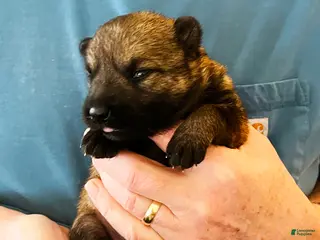 German Shepherd dogs Blue Girl - Ad 11