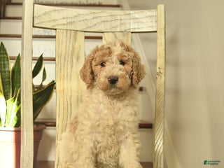 Standard Poodle dogs Cinnamon - Ad 42