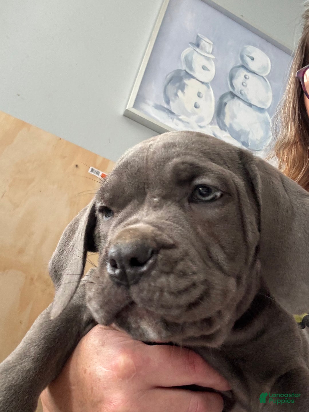 Cane Corso dogs for sale: Cane Corso Puppy 3 - Ad 2