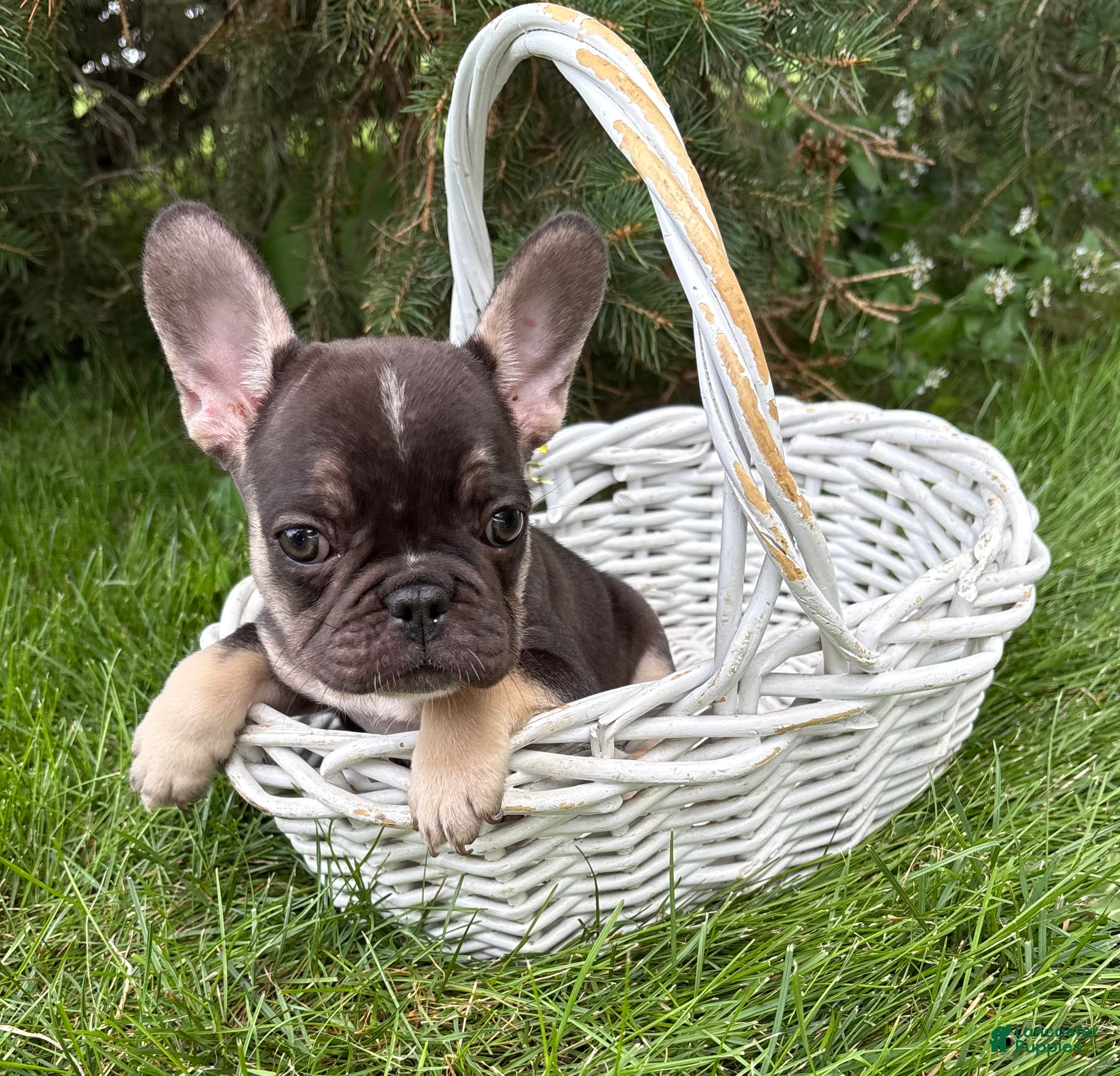 French Bulldog dogs Kiki - Ad 2
