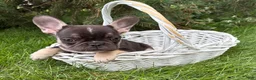 French Bulldog dogs for sale: Kiki - Ad 2