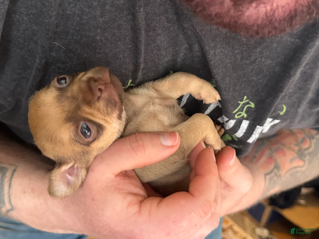 Chihuahua dogs for sale: Brandy  - Ad 26