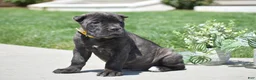 Cane Corso dogs for sale: Cooper - Ad 2