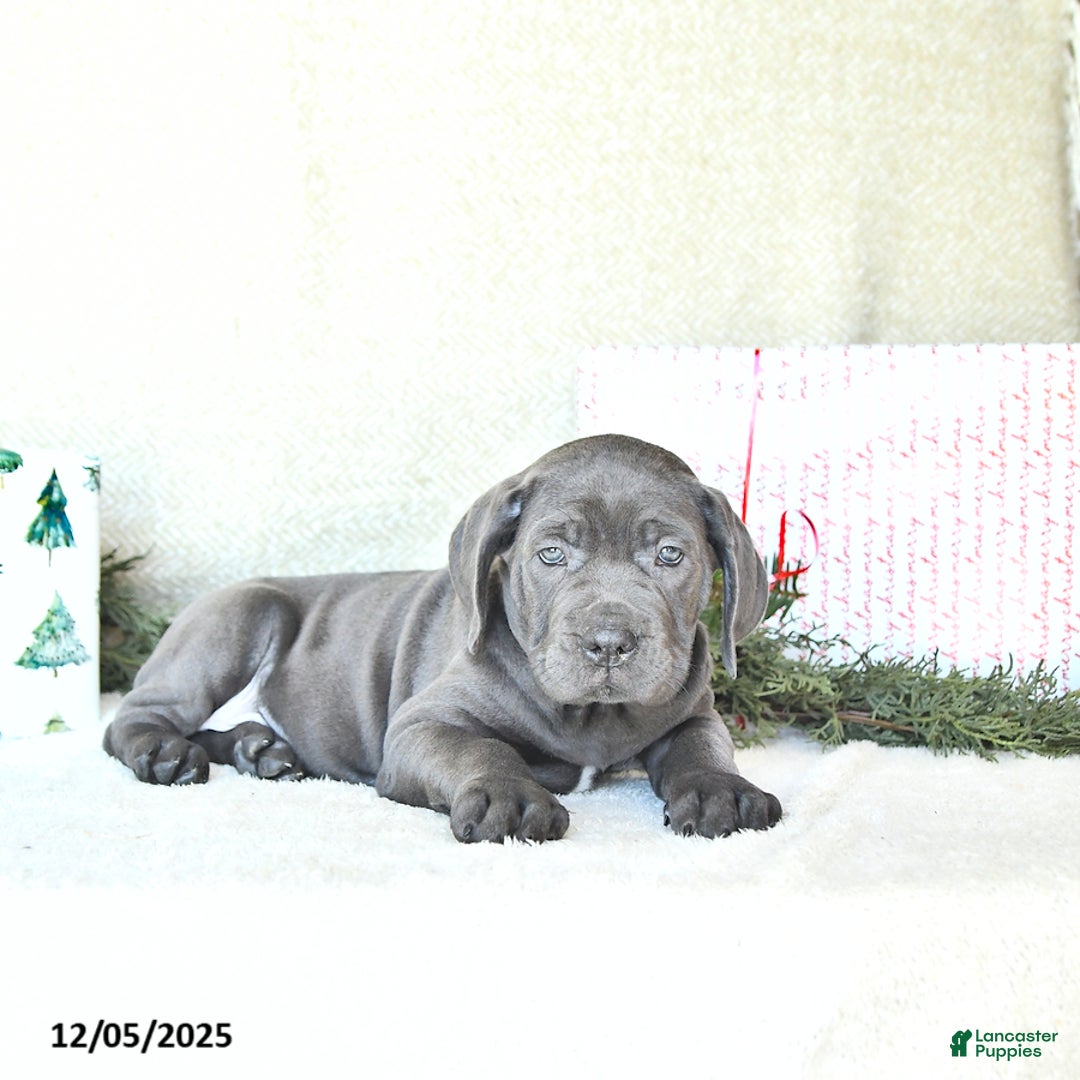 Cane Corso dogs for sale: Noel - Ad 1