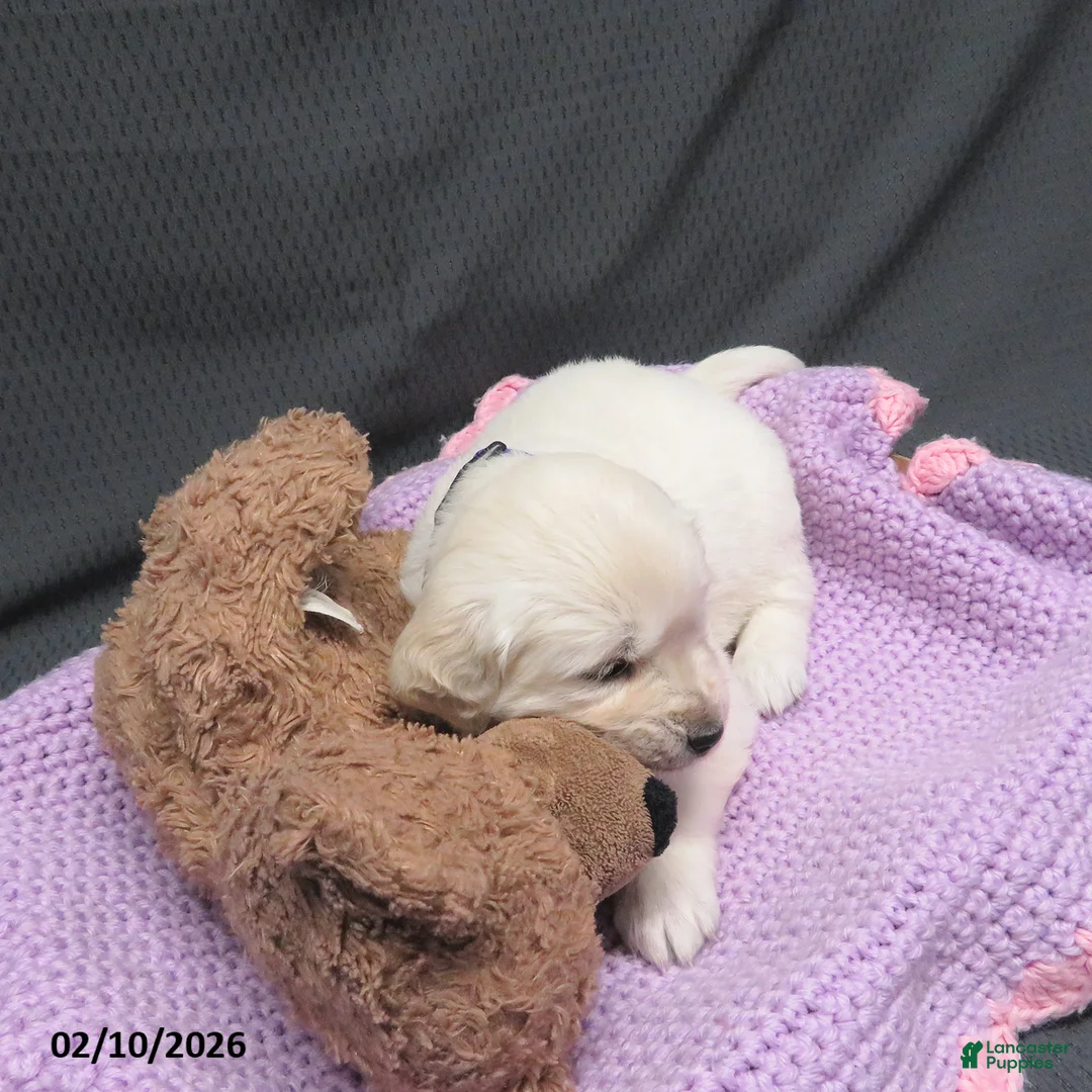 Golden Retriever dogs for sale: Sugar - Ad 10