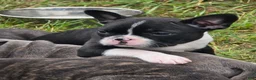 Mixed Breed dogs for sale: Frenchton female #1 - Ad 6