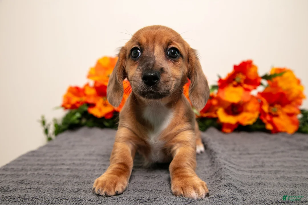 Miniature Dachshund dogs for sale: Poppy - Ad 3