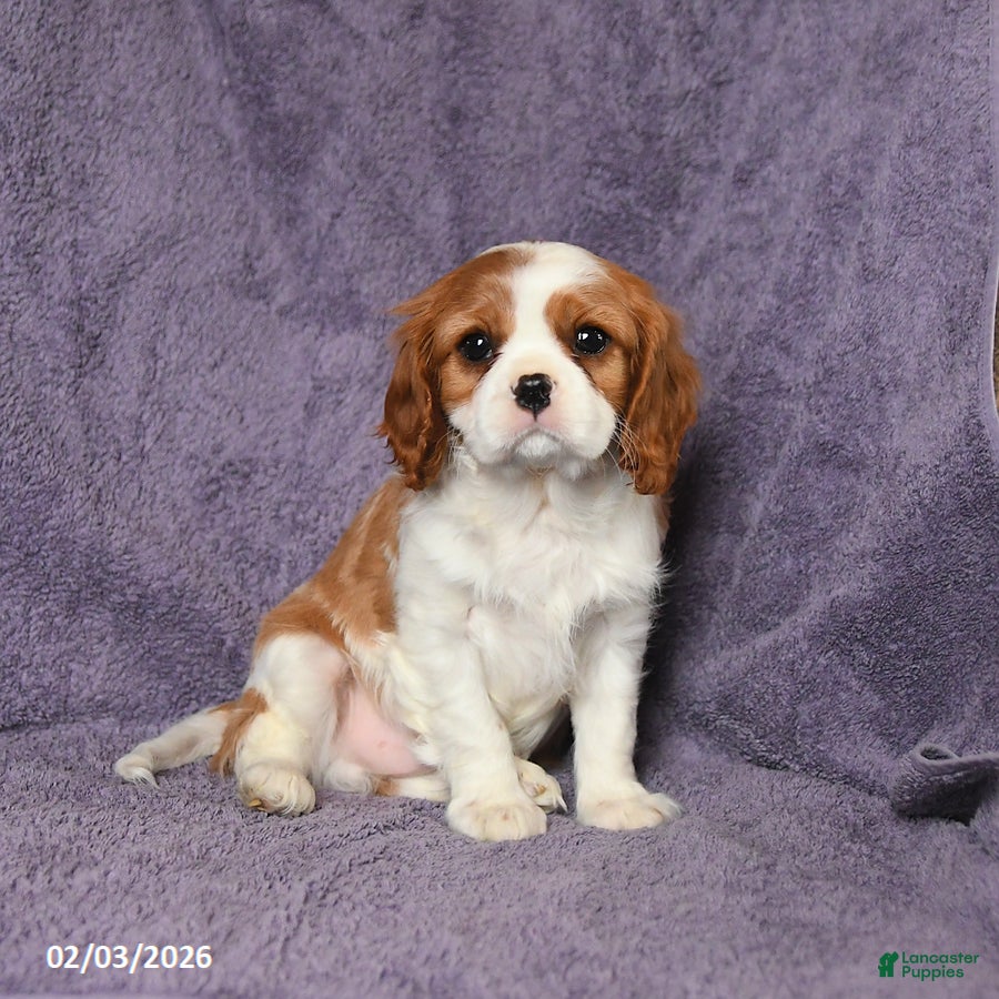 Cavalier King Charles Spaniel dogs Max - Ad 24