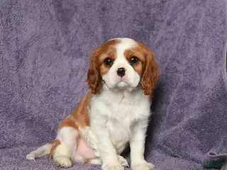 Cavalier King Charles Spaniel dogs Max - Ad 24
