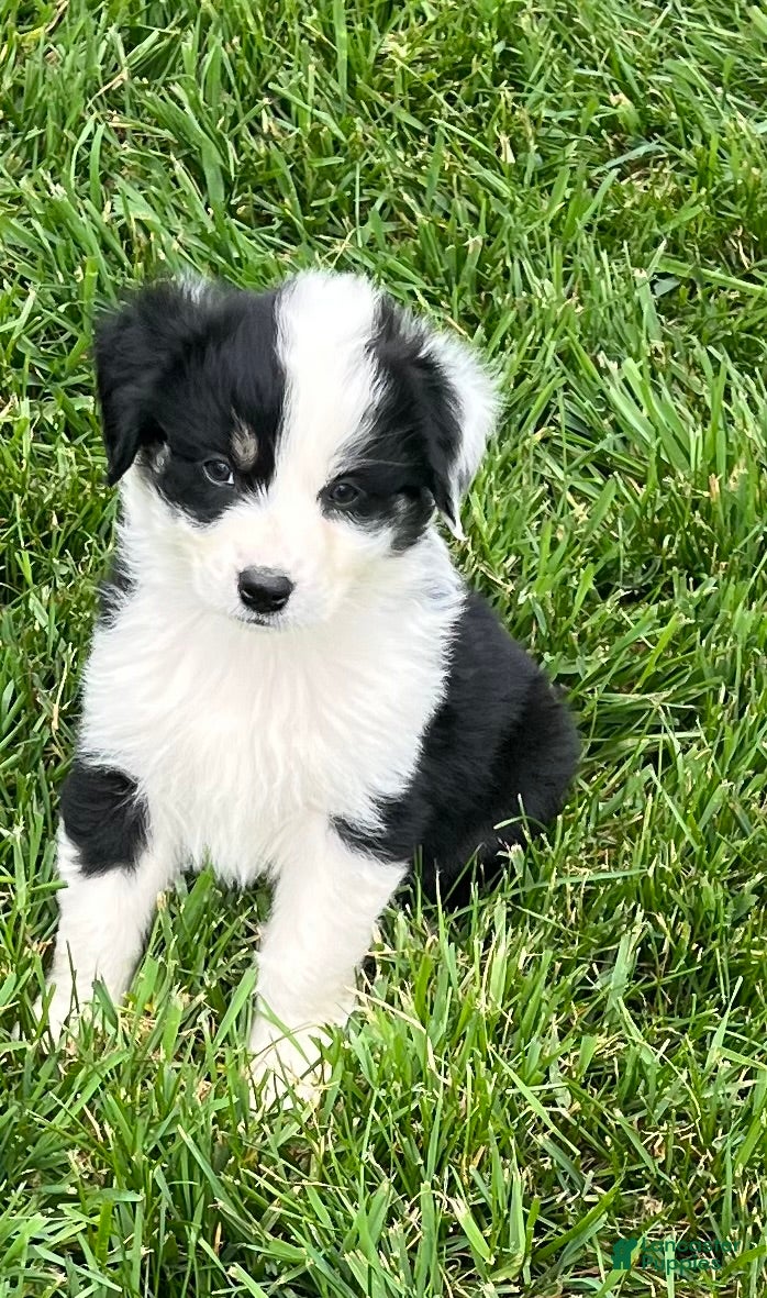 Australian Shepherd dogs Australian Shepherd Puppy 1 - Ad 2
