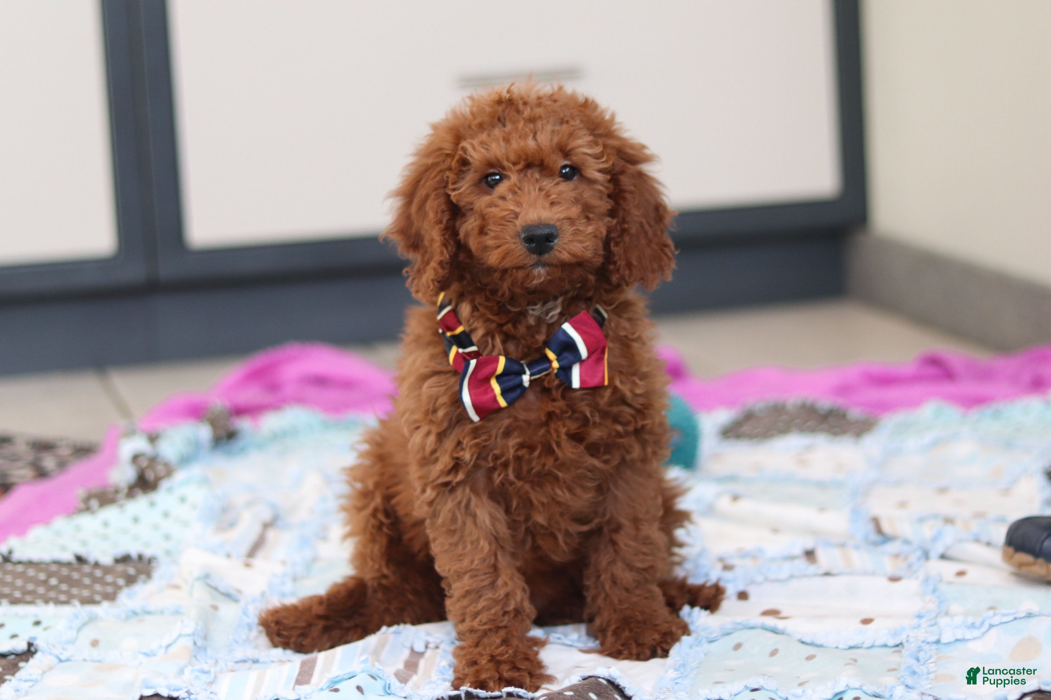 Mini Goldendoodle dogs Gordon – Male (M7928) - Ad 25