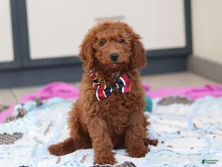 Mini Goldendoodle dogs Gordon – Male (M7928) - Ad 25