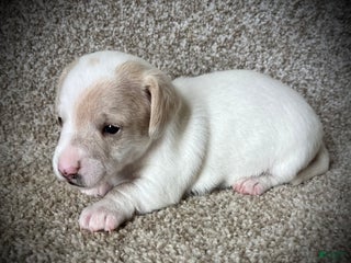 Miniature Dachshund dogs White Chocolate - Ad 3