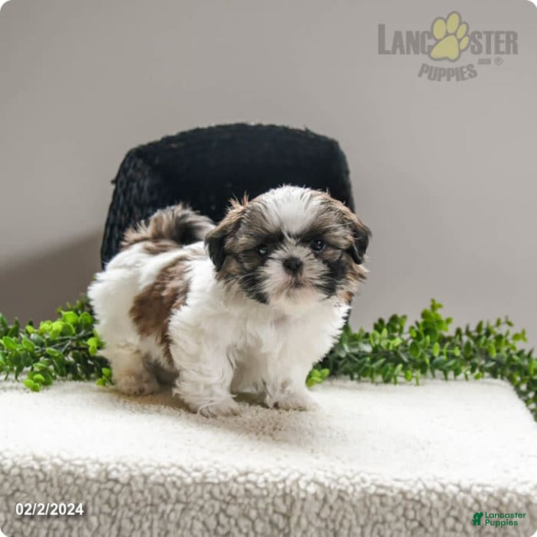 Gallery Image {{count}}