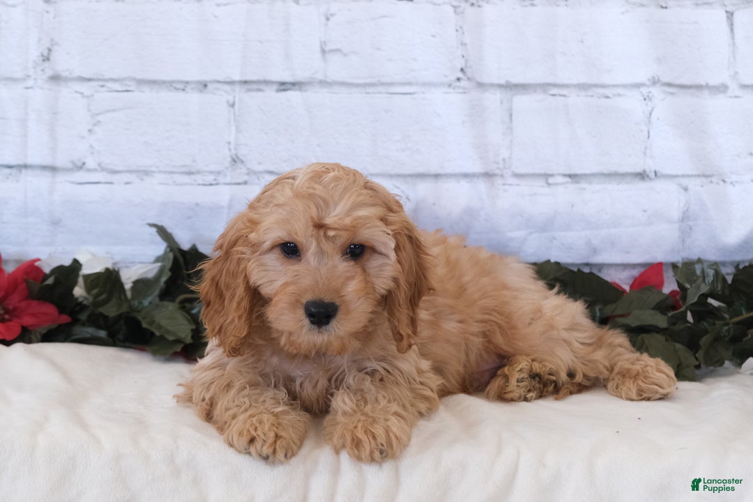 Cavapoo dogs for sale: Cavapoo Puppy 1 - Ad 3