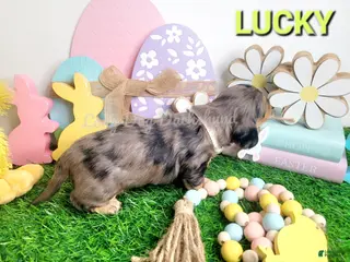 Miniature Dachshund dogs Lucky - Ad 4
