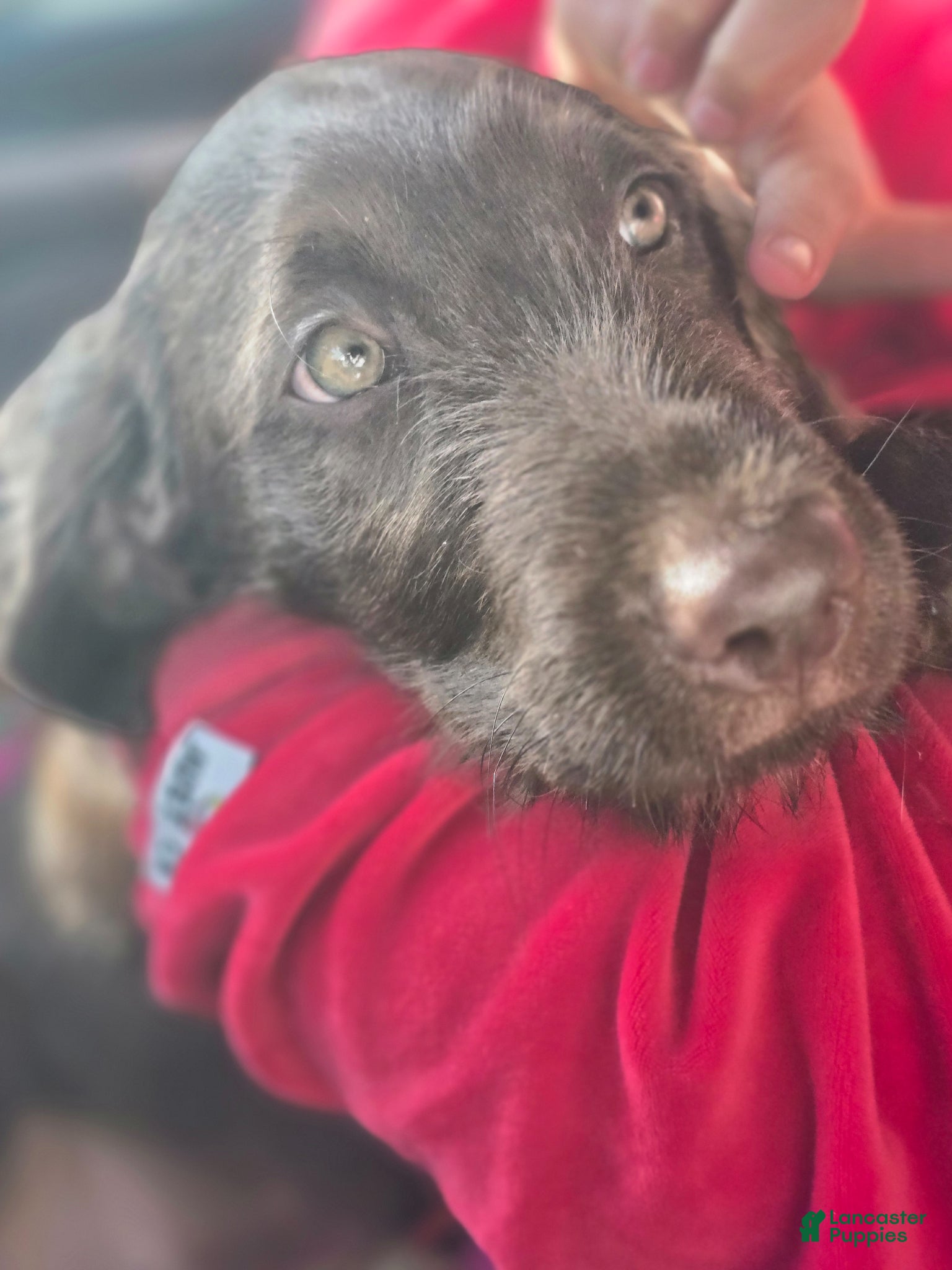 Labradoodle dogs for sale: Moose - Ad 1