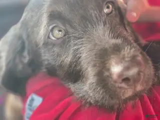 Labradoodle dogs for sale: Moose - Ad 1