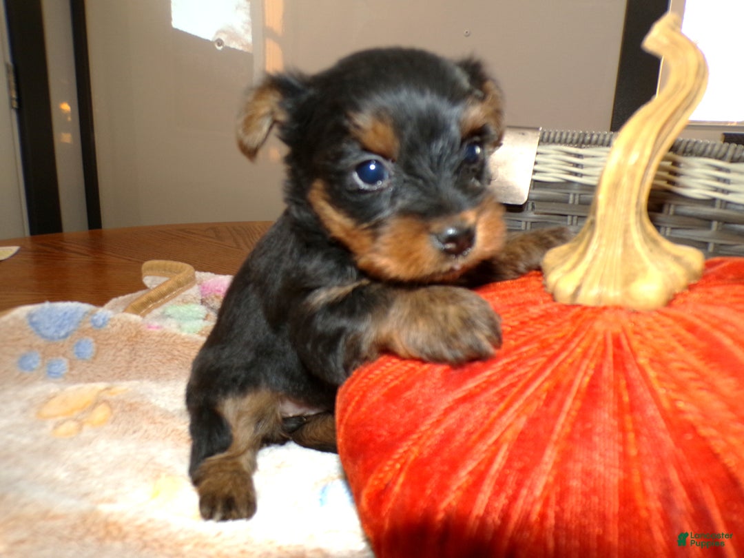 Yorkshire Terrier dogs for sale: Yorkshire Terrier Puppy 4 Sunshine - Ad 1