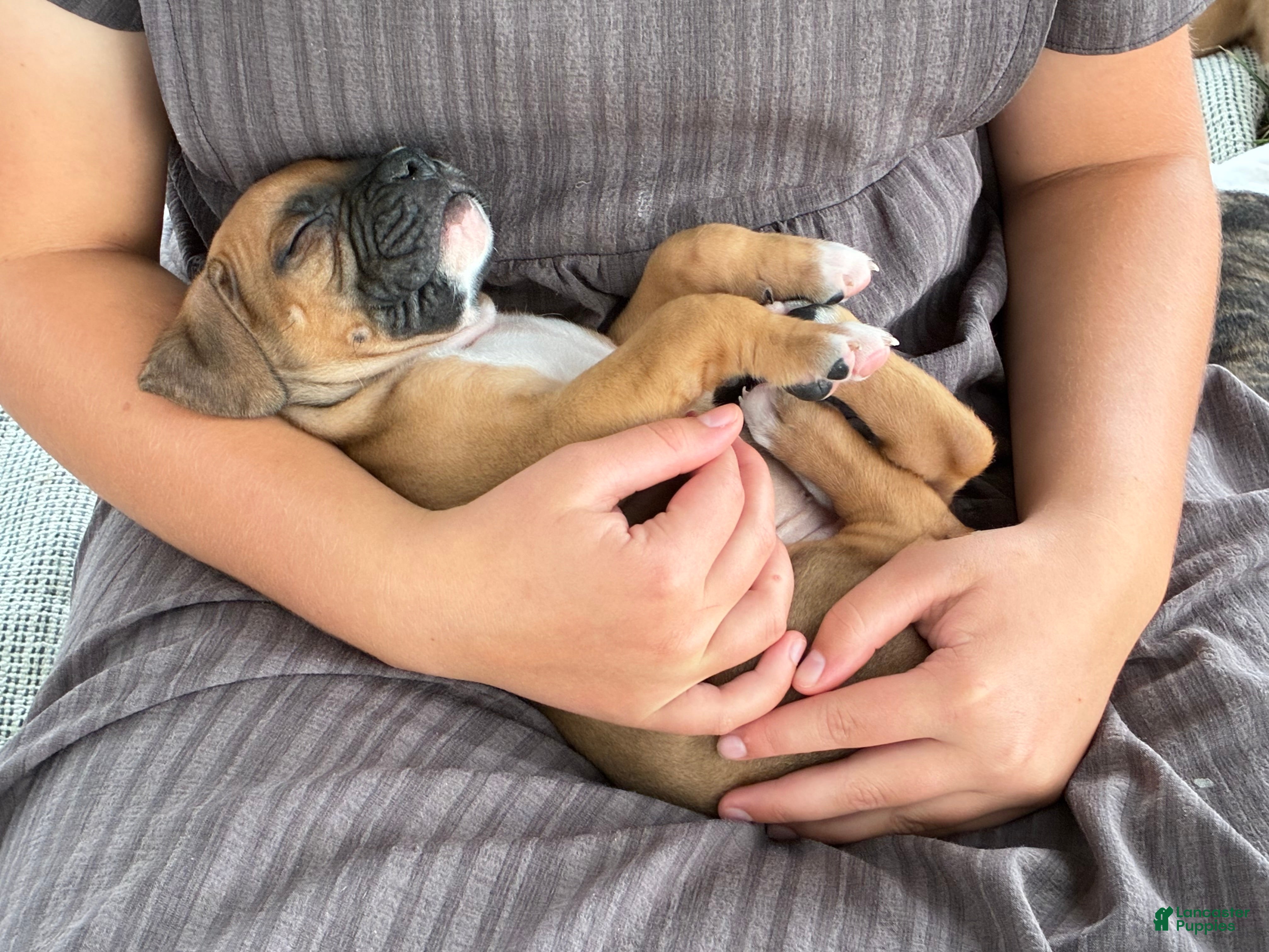 Boxer dogs Carter - Ad 2