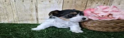 Biewer Terrier dogs for sale: Willow - Ad 4