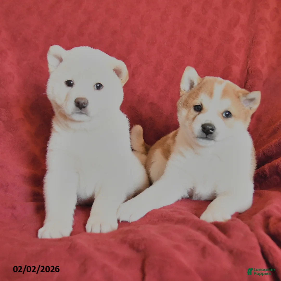 Shiba Inu dogs for sale: Snowball - Ad 3