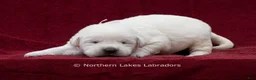 Labrador Retriever dogs for sale: McKenna - Ad 5