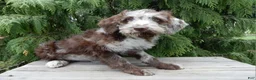 Labradoodle dogs for sale: Sweetie - Ad 4