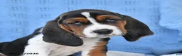 Basset Hound dogs for sale: Crystal - Ad 3