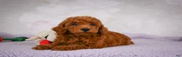 Miniature Poodle dogs for sale: Rocco - Ad 10