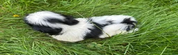 Shih Tzu dogs for sale: Shih Tzu 1 - Ad 4