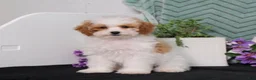 Miniature Poodle dogs for sale: BJs Yogert - Ad 4