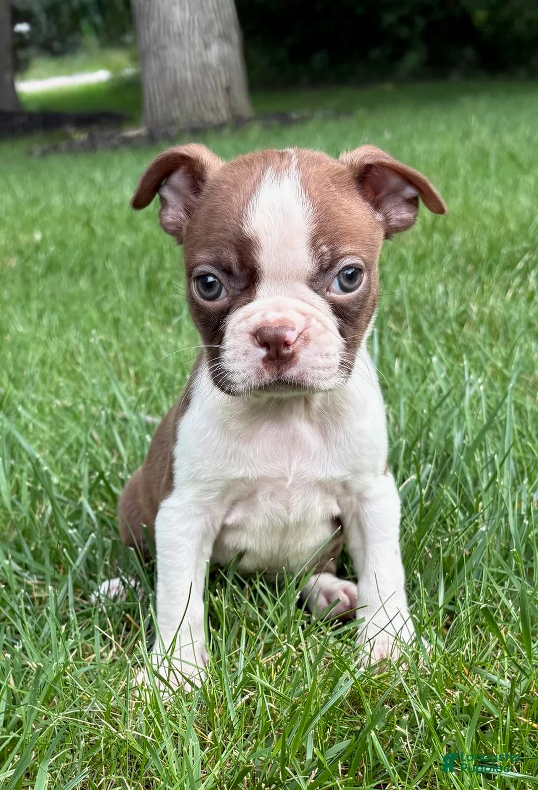 Boston Terrier dogs for sale: Boston Terrier  - Ad 2