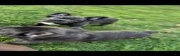 French Bulldog dogs for sale: French Bulldog Puppy 1 - Ad 6