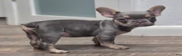 French Bulldog dogs for sale: 🩶🎂Shortcake🎂🩶 - Ad 4
