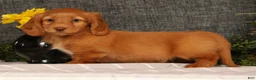 Miniature Dachshund dogs for sale: Johnny - Ad 8