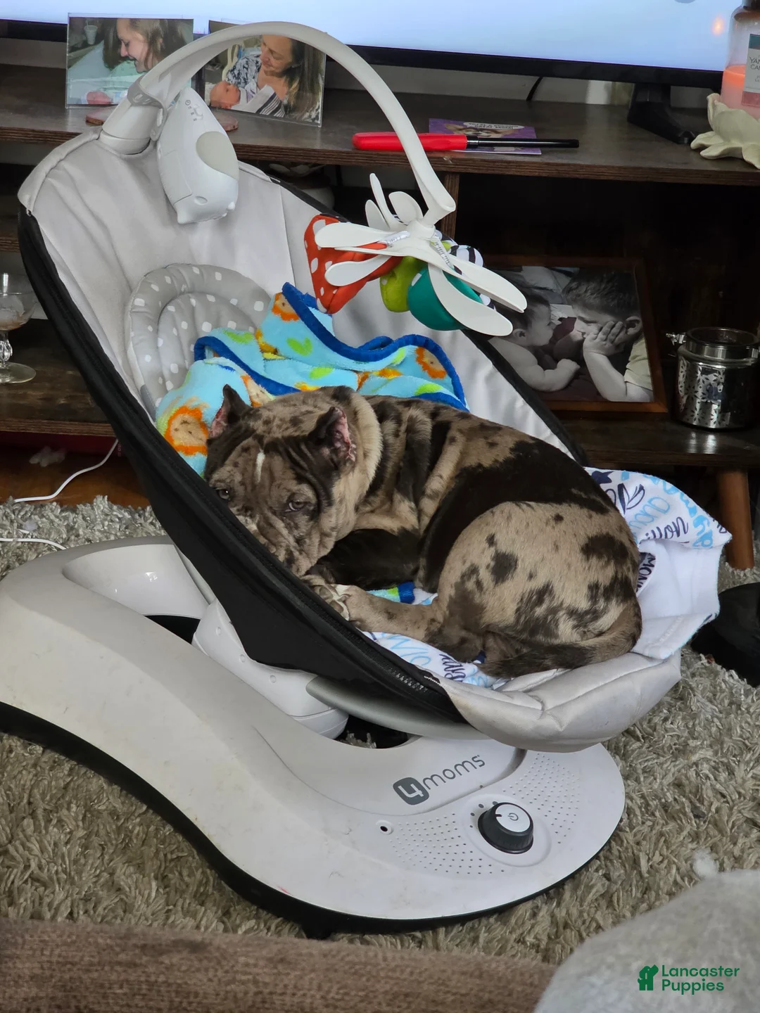 American Bully dogs for sale: Lotus Elise - Ad 2
