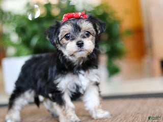 Morkie dogs Tina - Ad 20