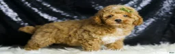 Toy Poodle dogs for sale: Wayne - Ad 3