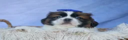 Shih Tzu dogs for sale: REX - Ad 15