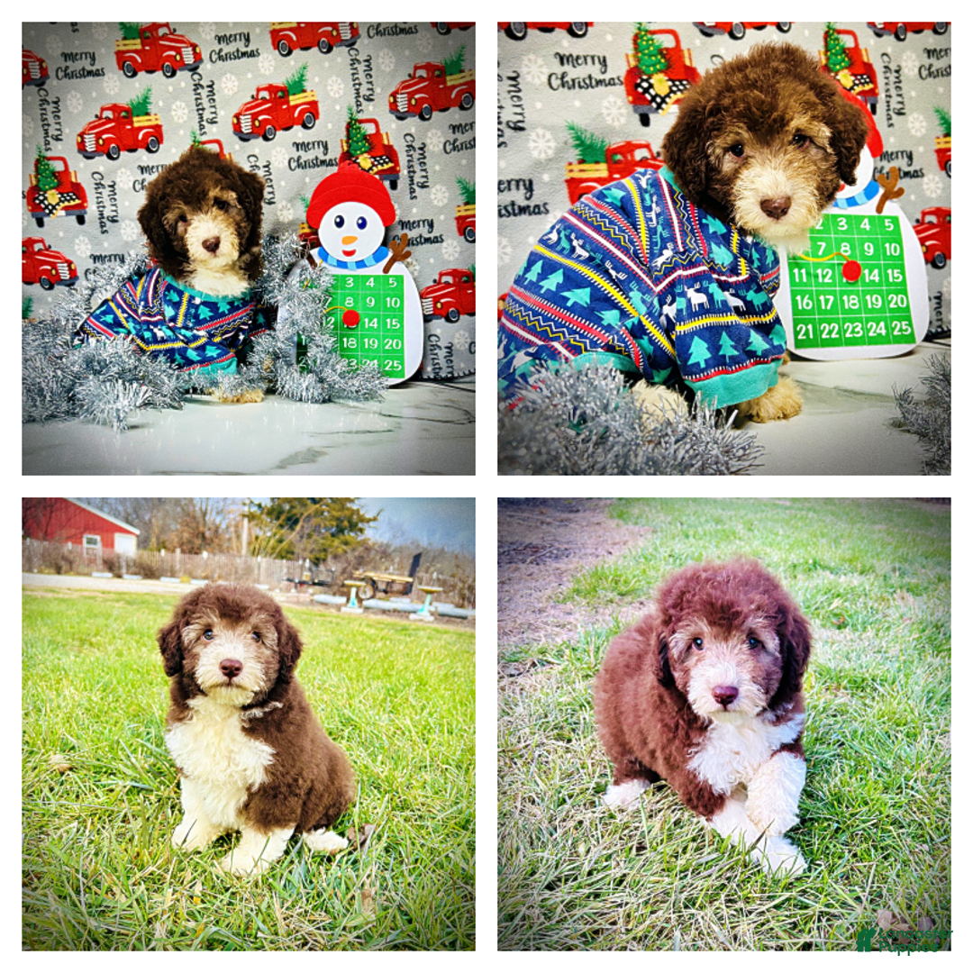 Havapoo dogs for sale: Whisky - Ad 10