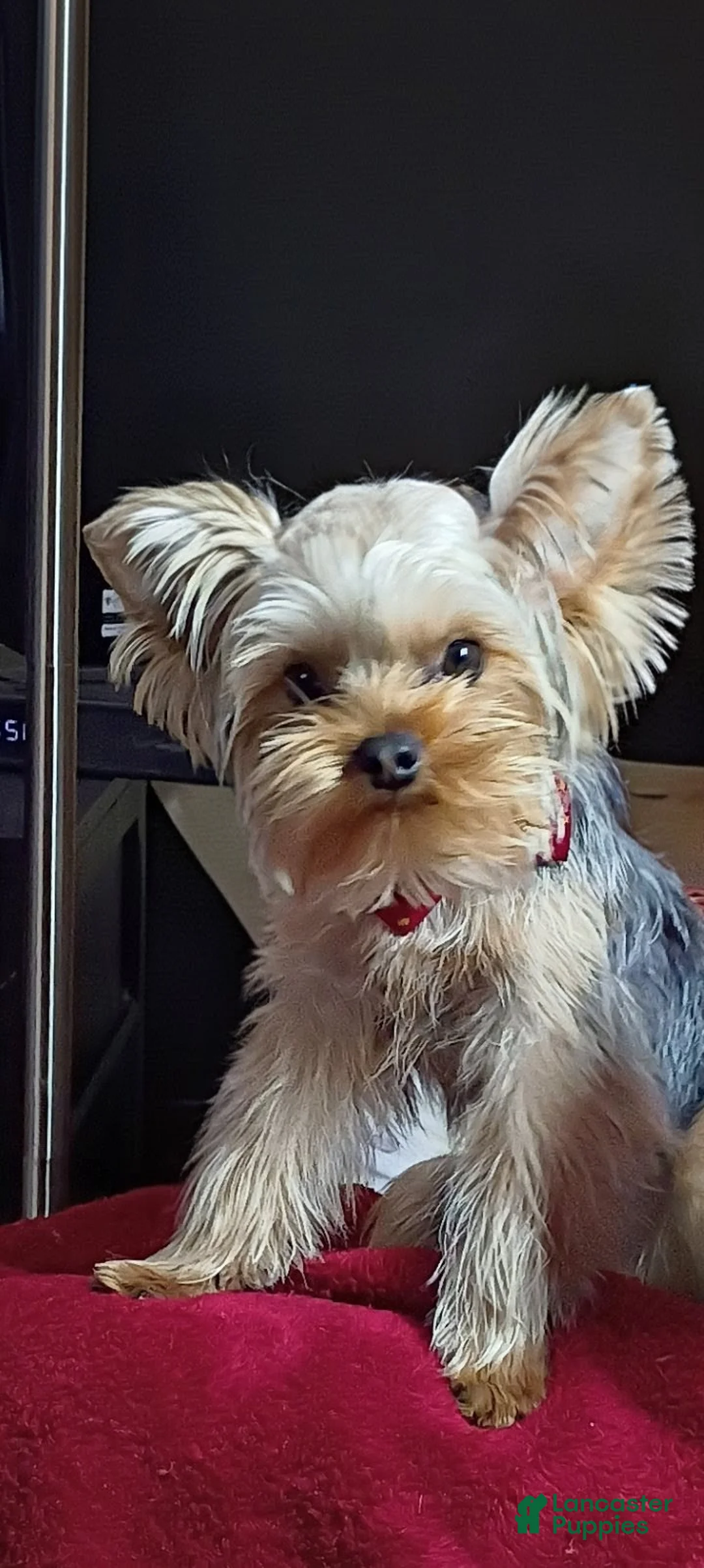 Yorkshire Terrier dogs for sale: Yorkshire Terrier Puppy 1 - Ad 1