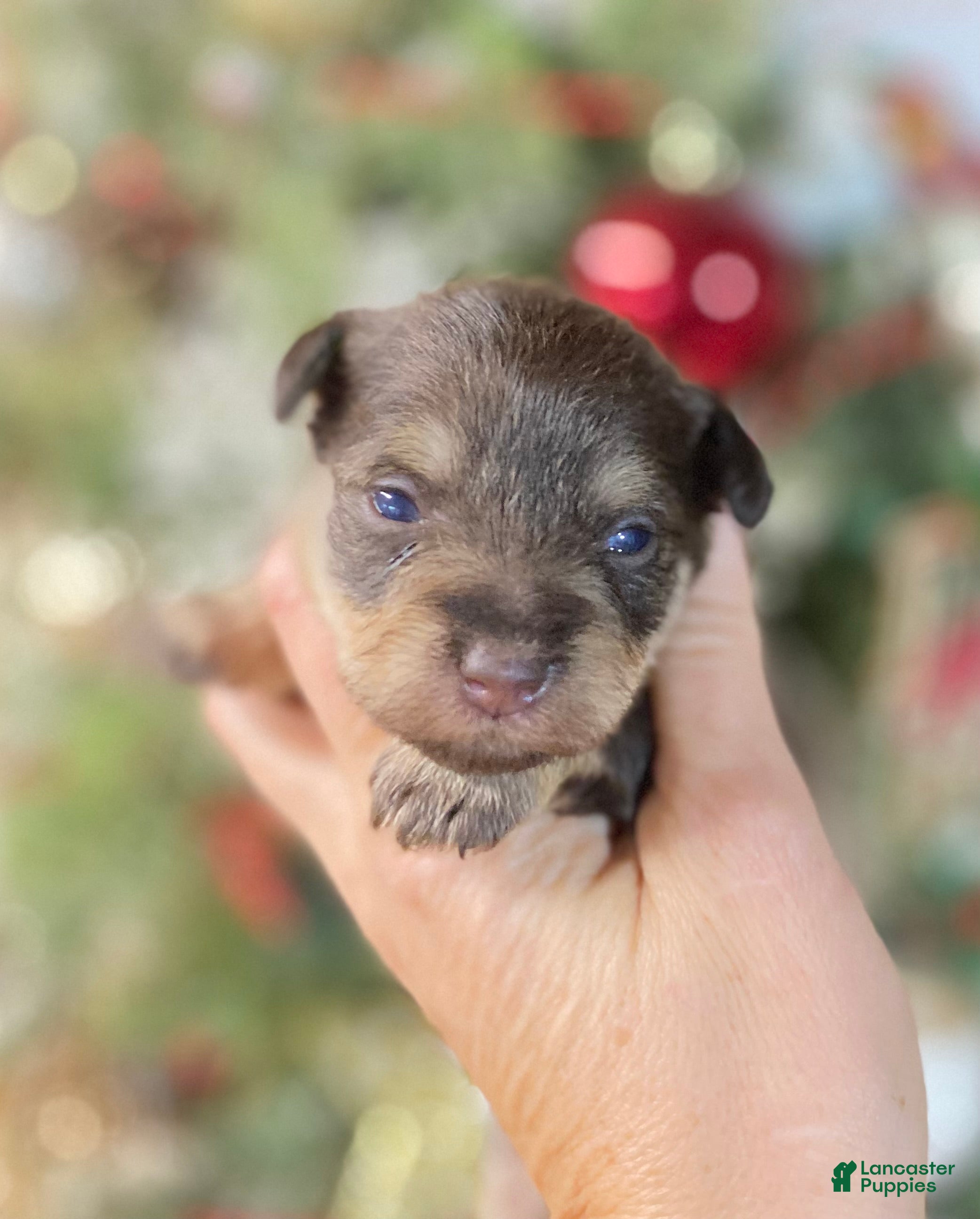 Miniature Schnauzer dogs Miniature Schnauzer Puppy 1 - Ad 15