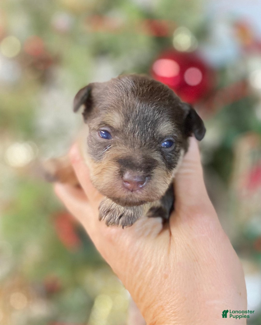 Miniature Schnauzer dogs for sale: Miniature Schnauzer Puppy 1 - Ad 1