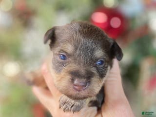 Miniature Schnauzer dogs Miniature Schnauzer Puppy 1 - Ad 13