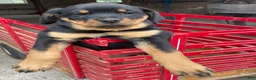 Rottweiler dogs for sale: Twinkle - Ad 2