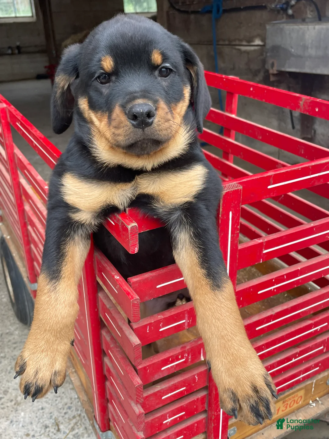 Rottweiler dogs for sale: Twinkle - Ad 2