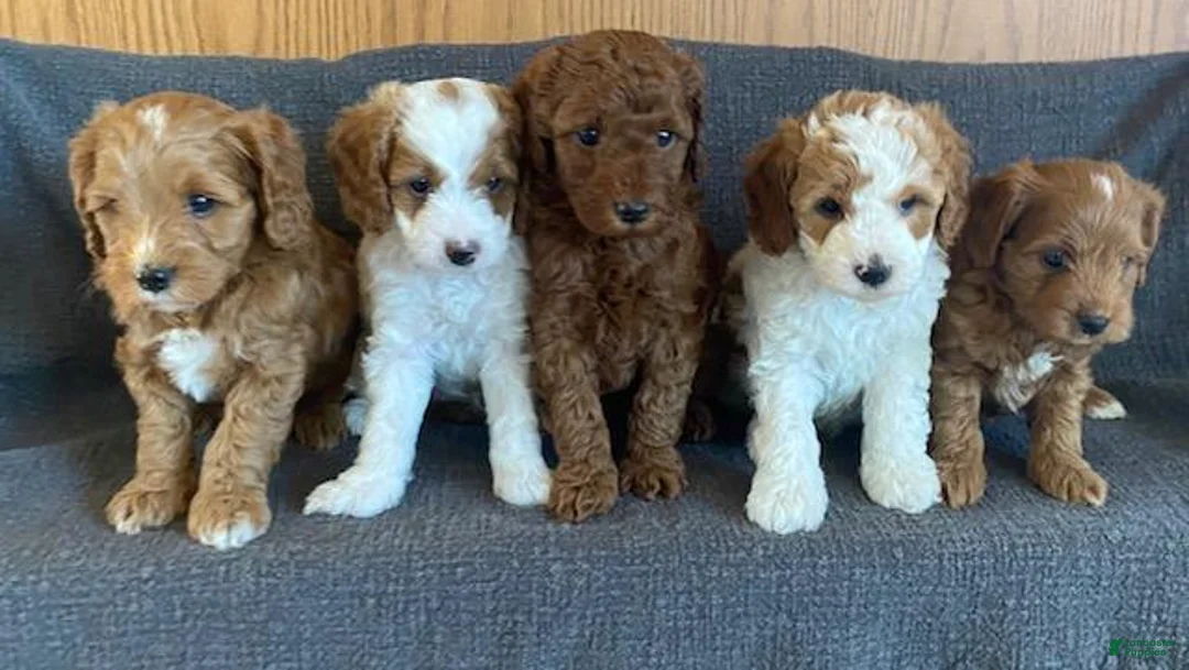 Cavapoo dogs for sale: Custard - Ad 5